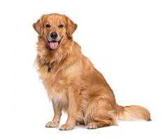Veterinarias Sin datos  VDO. CACHORROS GOLDEN RETREVIER.